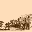Zones humides