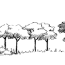 Boscos i bosquines