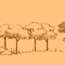 Boscos i bosquines