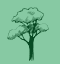 Forats en arbres